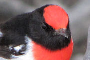 Red-capped Robin (Petroica goodenovii)